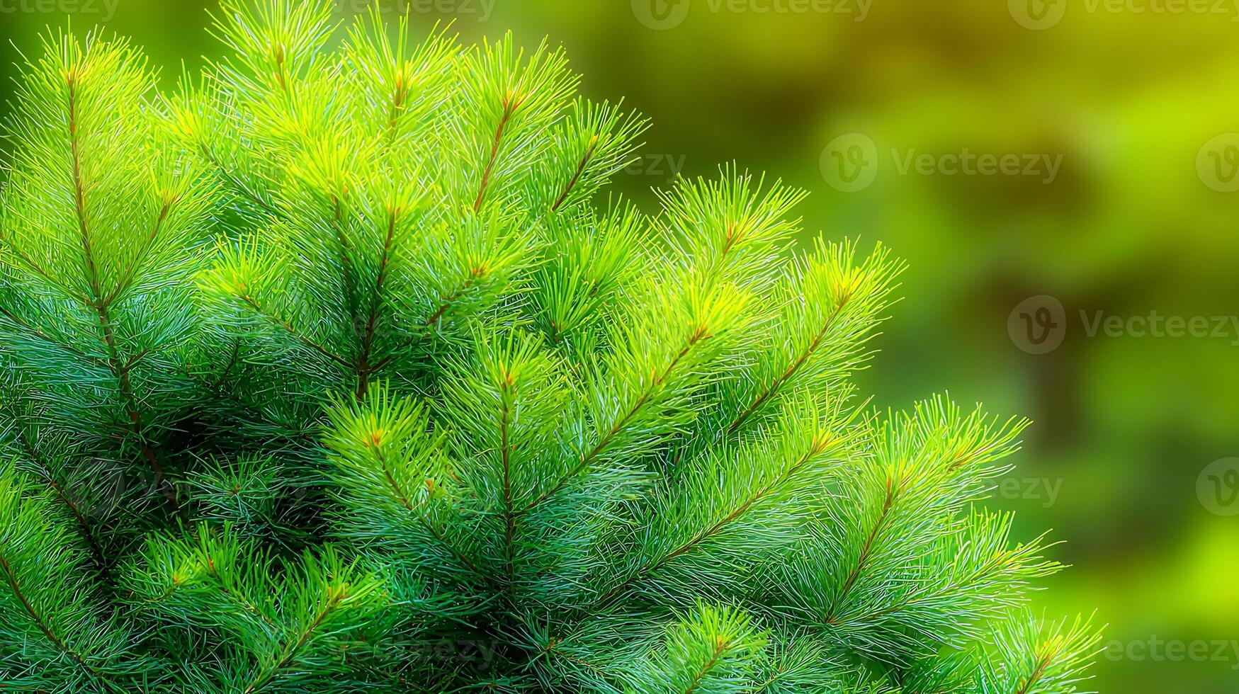 Lush green pine branches with vibrant needles against a soft blurred background of nature photo