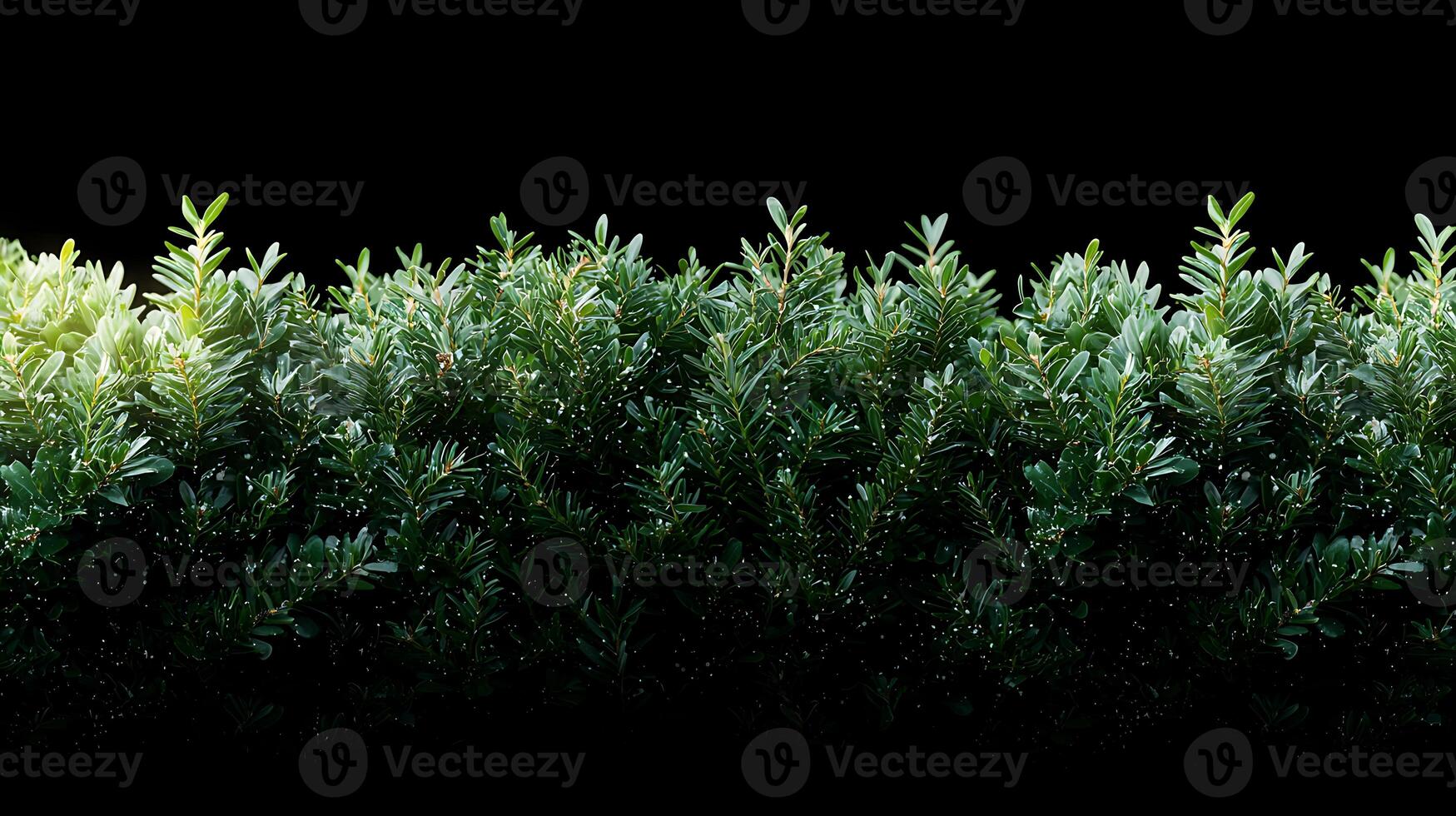 Lush green hedge with vibrant foliage against a dark background, creating a serene atmosphere photo