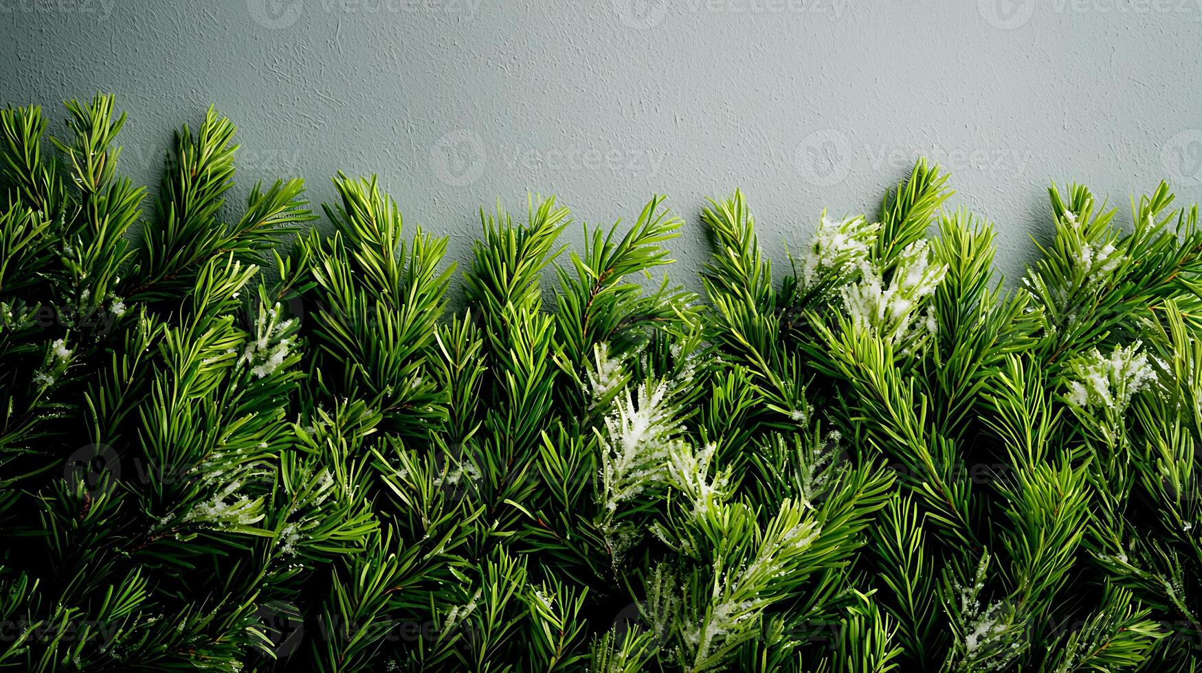 Lush green foliage with frosted tips against a soft gray background, evoking winter serenity photo