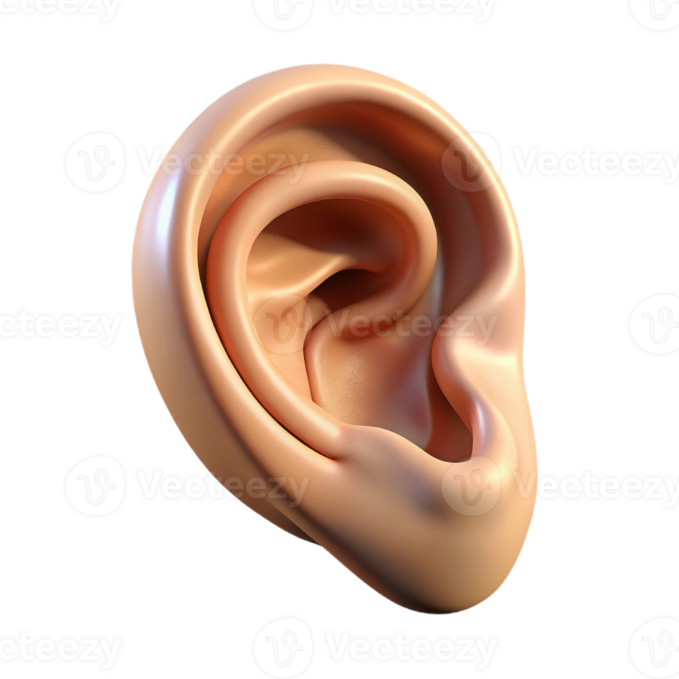 beautiful artistic A human ear, realistically rendered, soft diffused light, subtle shadows, minimalist portrait study genuine png