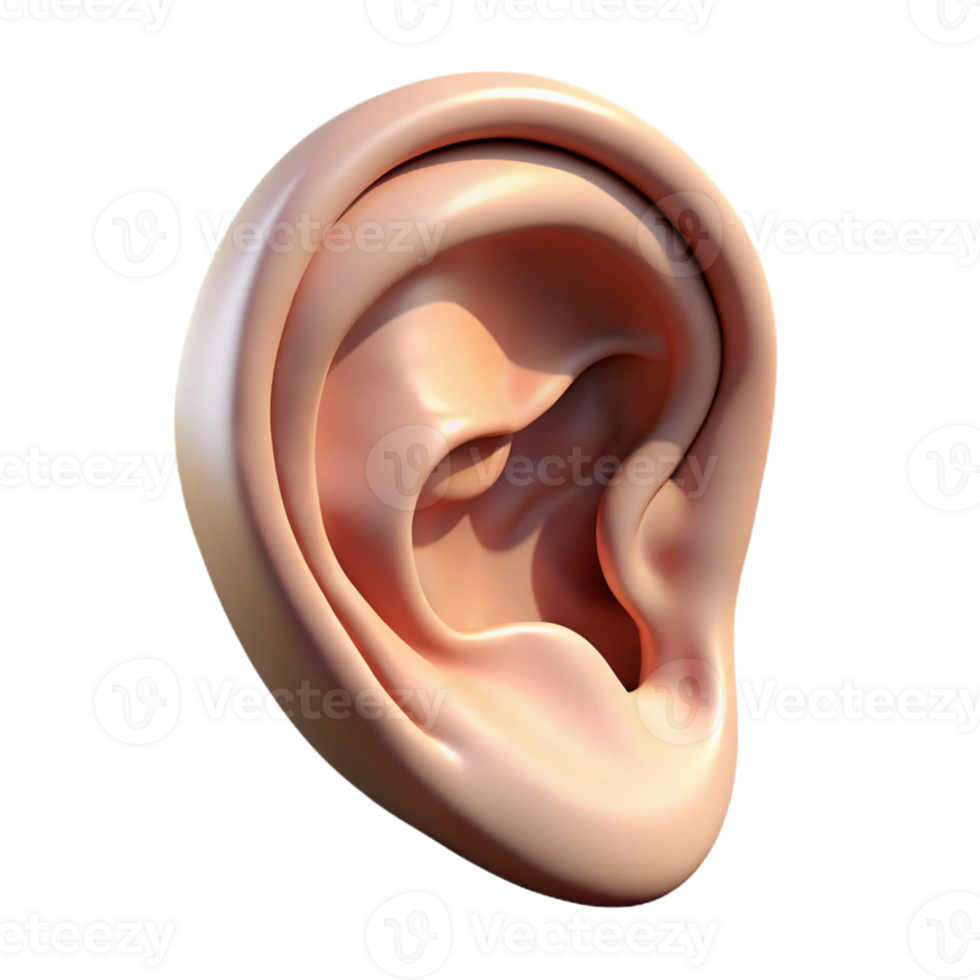 stunning minimalist A human ear, realistically rendered, soft diffused light, subtle shadows, minimalist portrait study detailed png