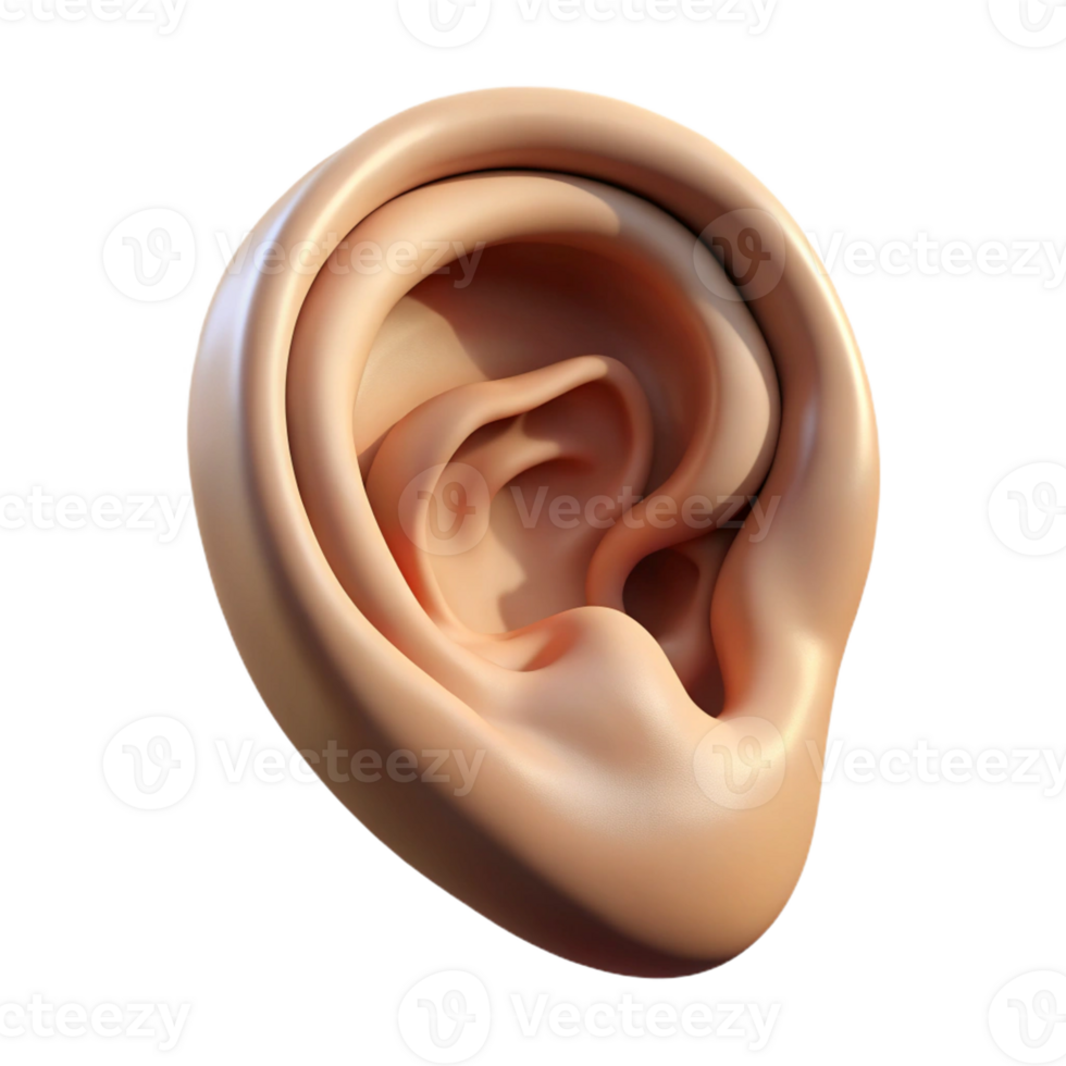 wonderful rustic A human ear, realistically rendered, soft diffused light, subtle shadows, minimalist portrait study professional png