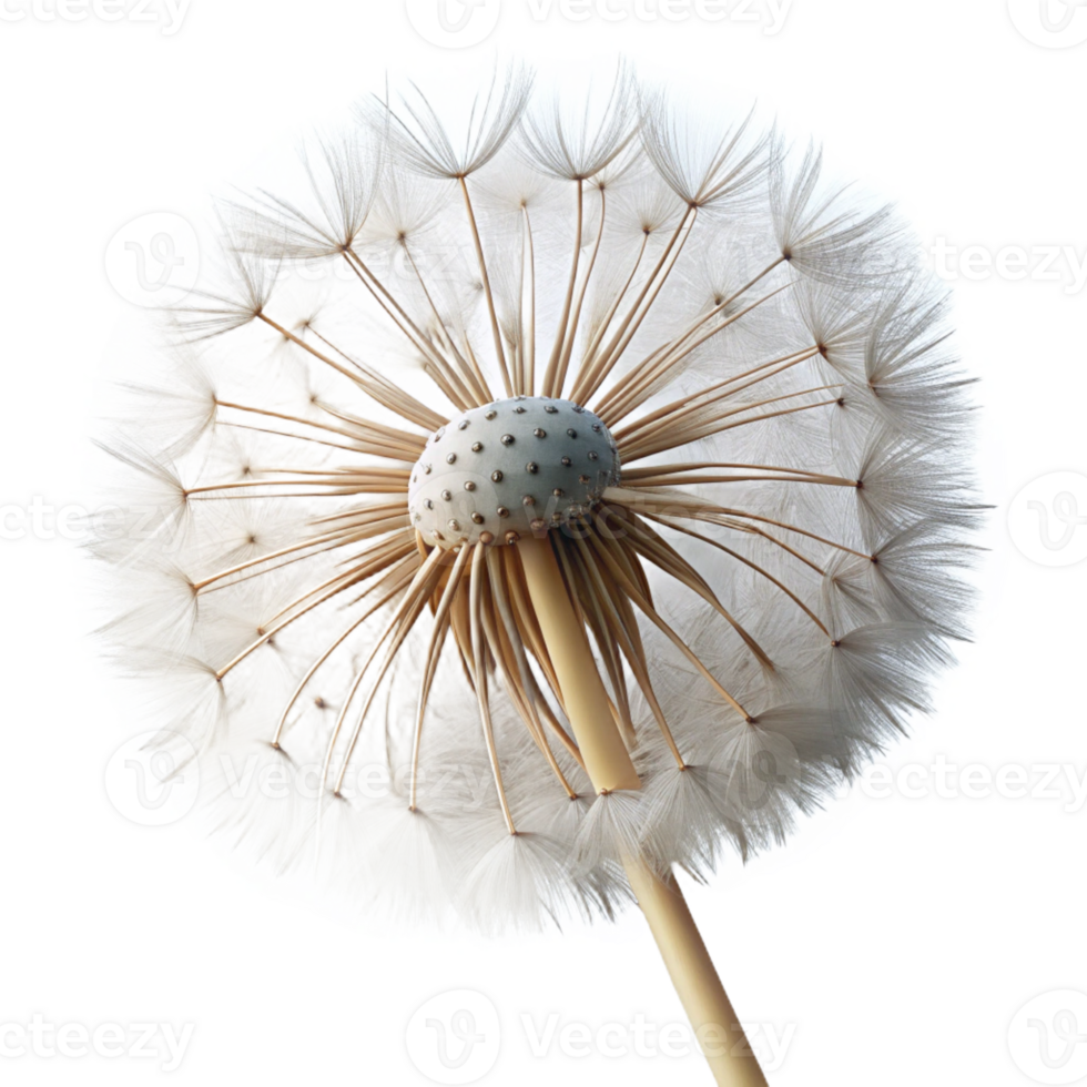 extraordinary classic A close-up of a dandelion seed head, its seeds about to be carried away by the wind. Macro photography style detailed png