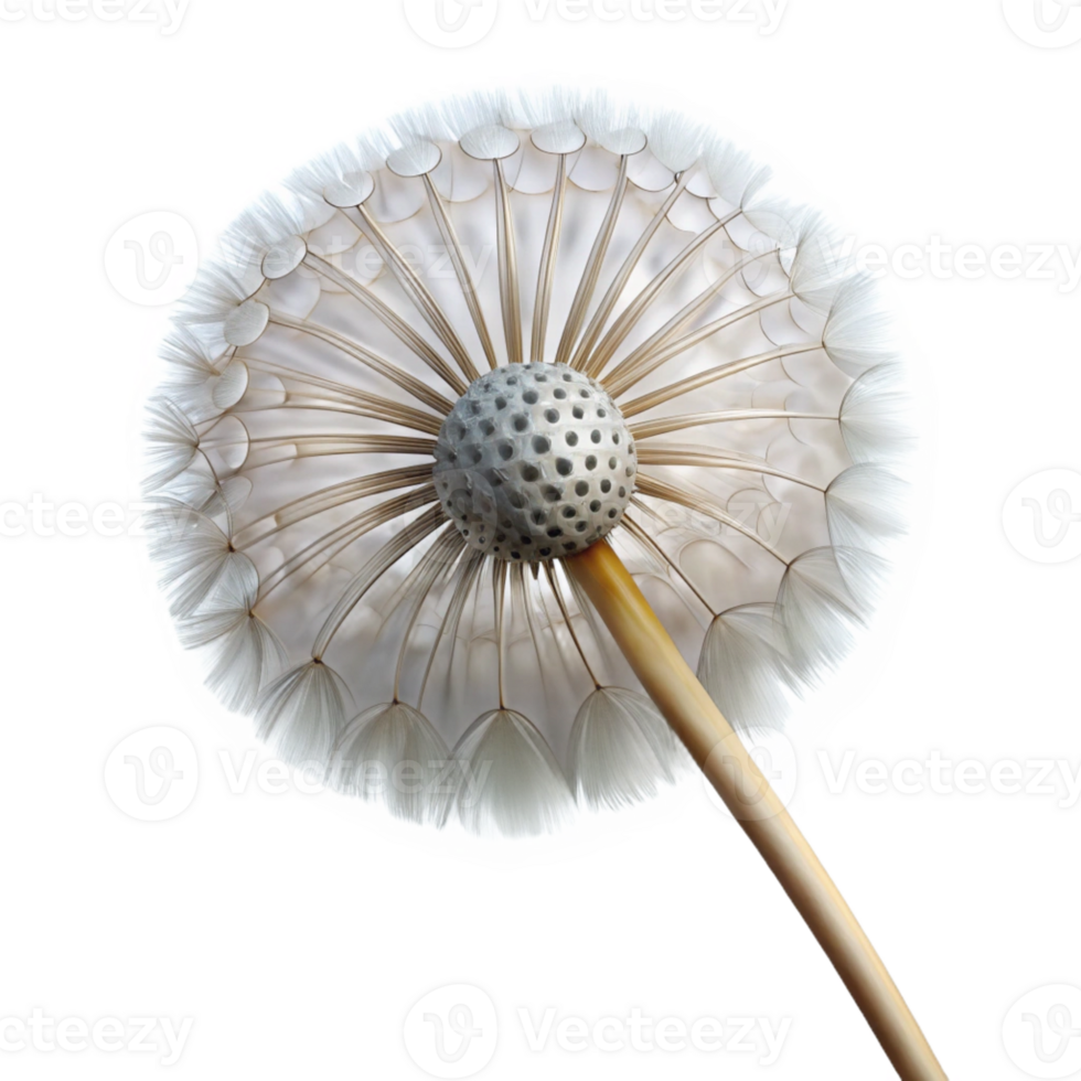 extraordinary vintage A single dandelion seedhead, delicate and intricate, backlit by soft sunlight, macro photography detailed png