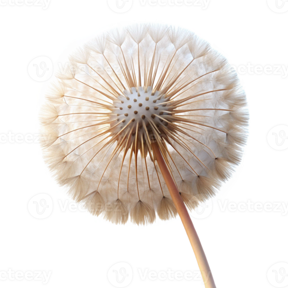 vibrant vintage A single dandelion seedhead, delicate and intricate, backlit by soft sunlight, macro photography detailed png