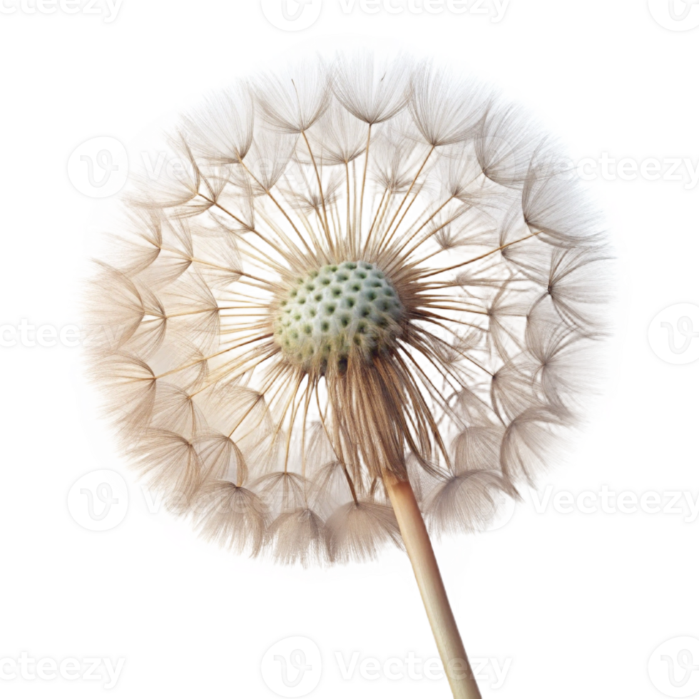 vibrant contemporary A single dandelion seedhead, delicate and intricate, backlit by soft sunlight, macro photography exclusive png