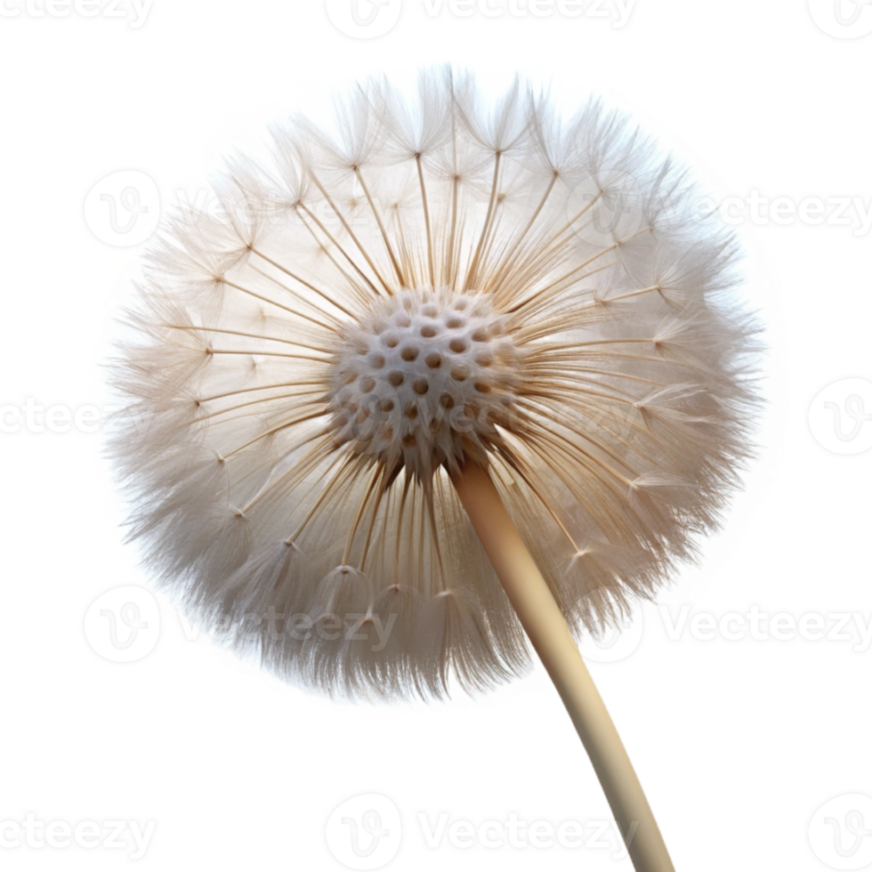 extraordinary rustic A single dandelion seedhead with delicate, fluffy seeds, backlit by soft sunlight, macro photography style genuine png