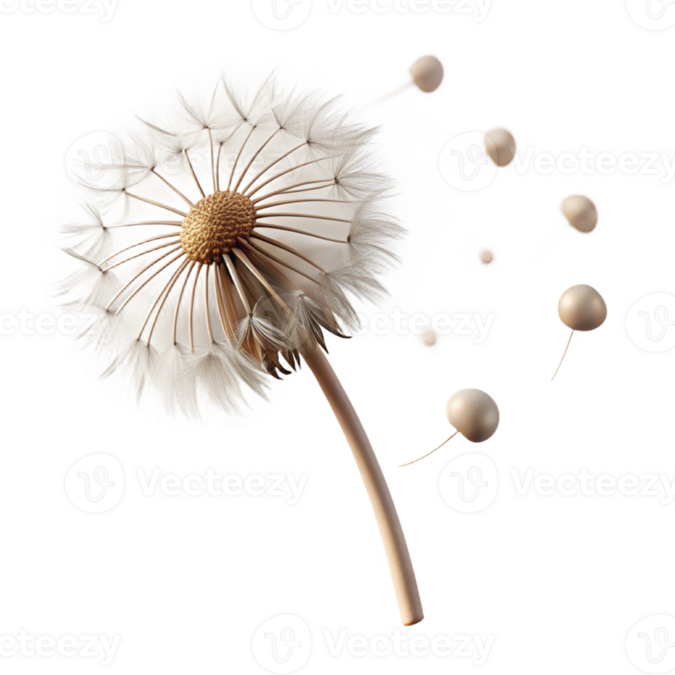 wonderful rustic A lone dandelion seedhead with seeds blowing in the wind, soft diffused light, macro photography style high quality png