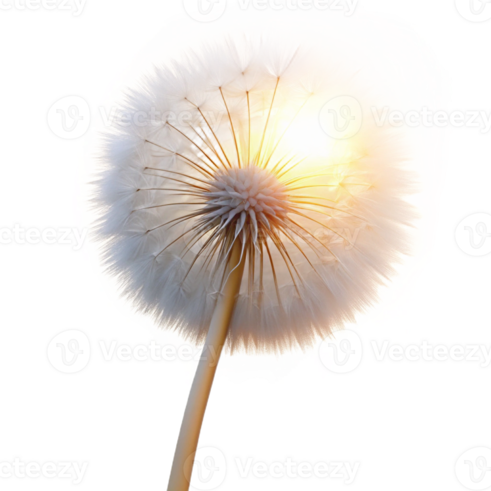 extraordinary vintage A single dandelion seedhead, delicate white seeds, backlit by the setting sun, ethereal style high quality png