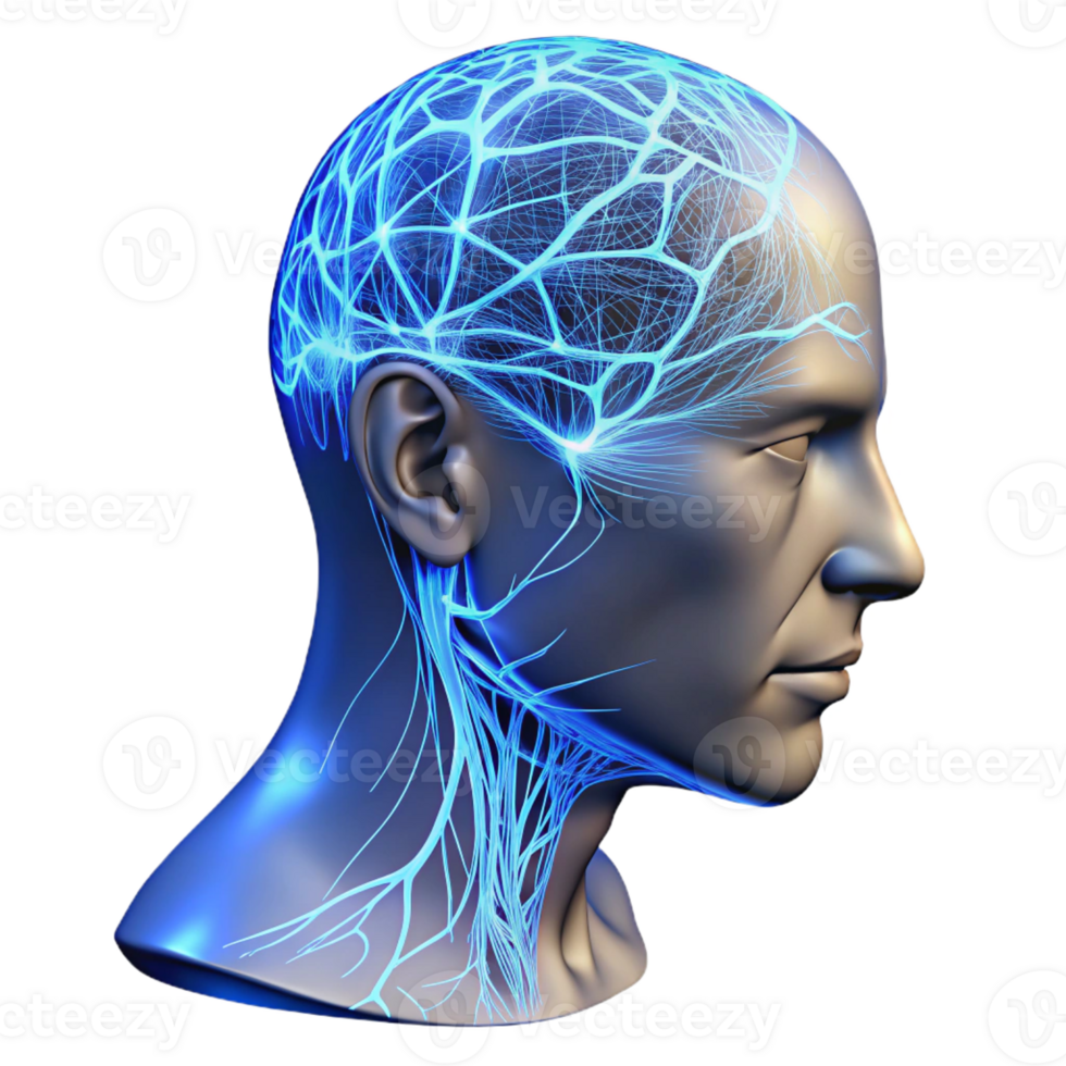 elegant modern A transparent human head with visible neural pathways illuminated by pulsating blue light, detailed anatomy, scientific illustration style high resolution png