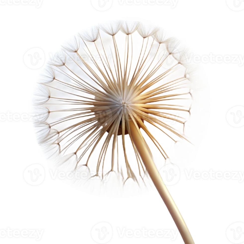 elegant rustic A single dandelion seedhead with delicate, wispy parachutes, backlit by a soft glow, macro photography detailed png
