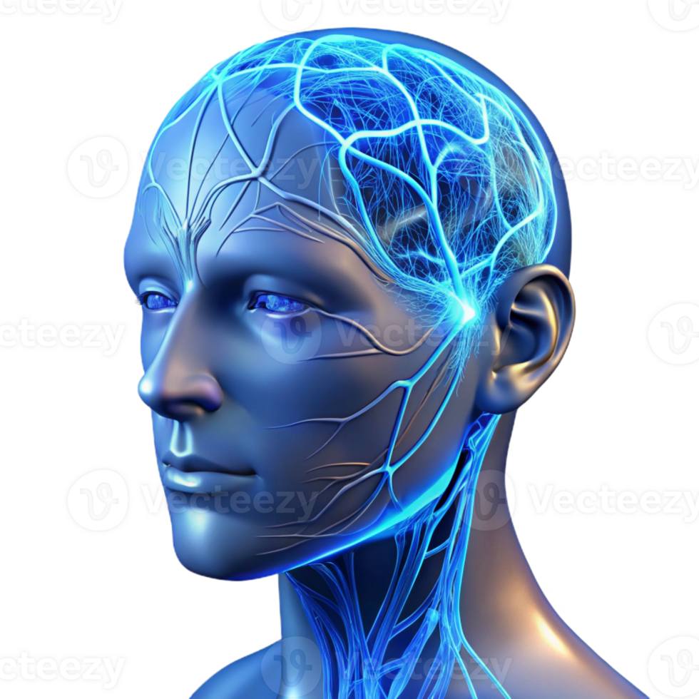 magnificent traditional A transparent human head with visible neural pathways illuminated by pulsating blue light, detailed anatomy, scientific illustration style exclusive png