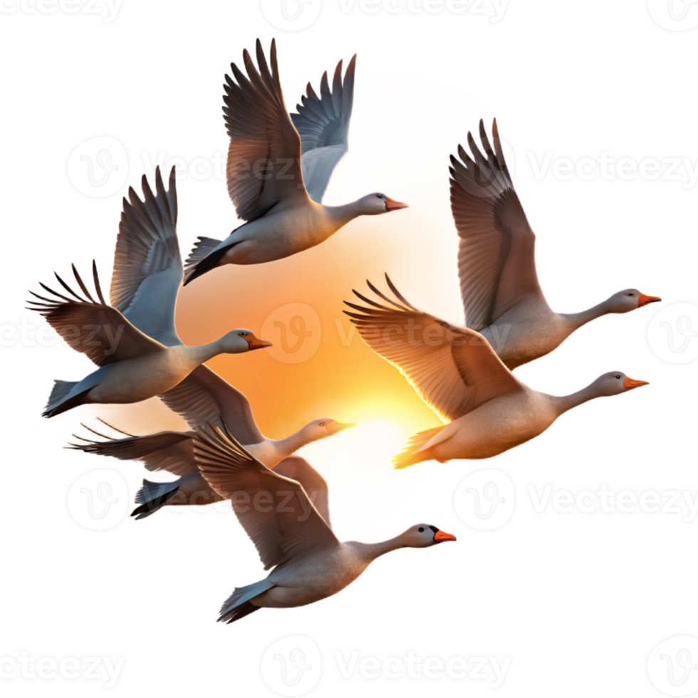 wonderful abstract A flock of migrating geese flying in V-formation, sunset lighting, silhouette style high quality png