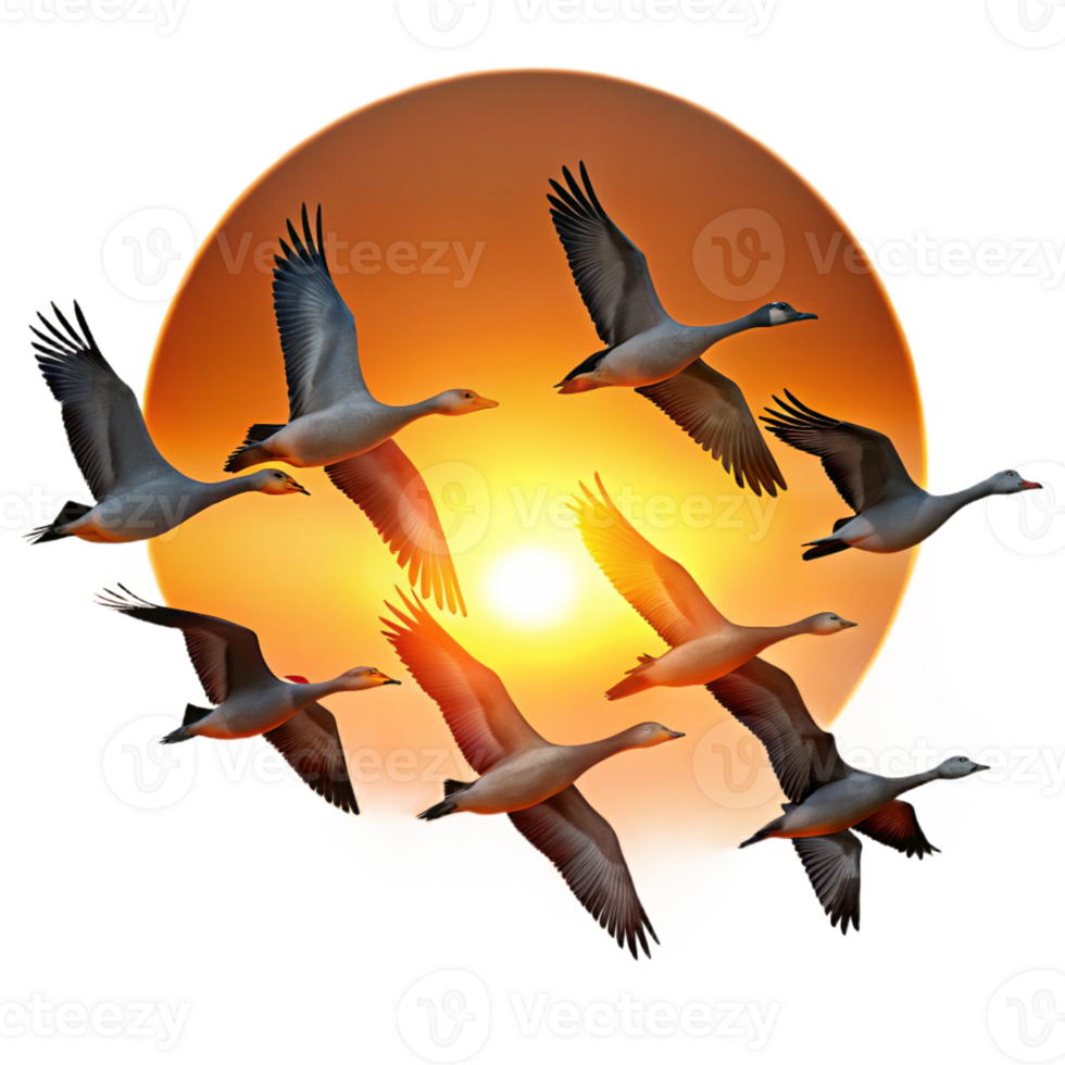 magnificent classic A flock of migrating geese flying in V-formation, sunset lighting, silhouette style premium png