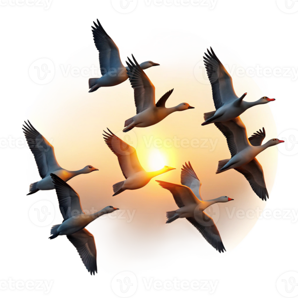 beautiful minimalist A flock of migrating geese flying in V-formation, sunset lighting, silhouette style authentic png