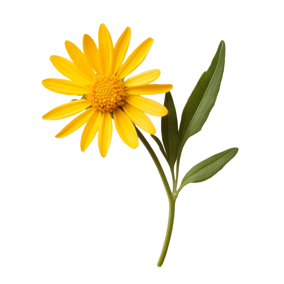 Arnica flower with vibrant yellow petals against a clean transparent background, Arnica flower on a transparent background png
