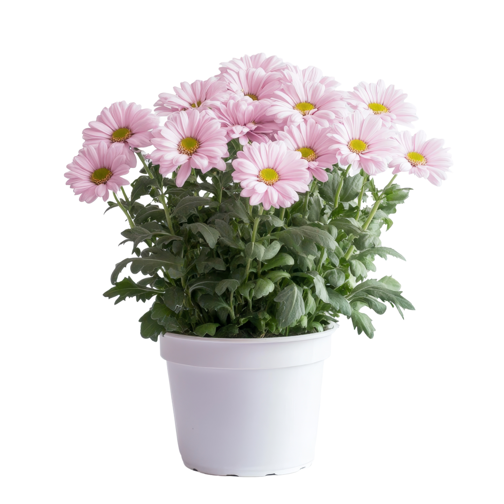 A vibrant cluster of pink flowers flourishing in a transparent pot against a simple transparent backdrop, Beautiful natural flowers in a pot on a transparent background png