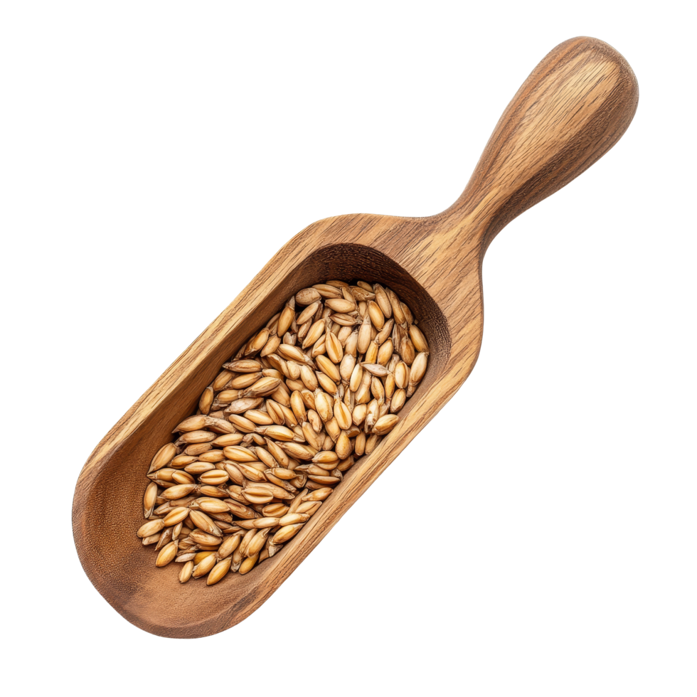 Barley grains in a wooden scoop on a transparent background showcasing natural textures and colors, grain barley in wood scoop on transparent background png