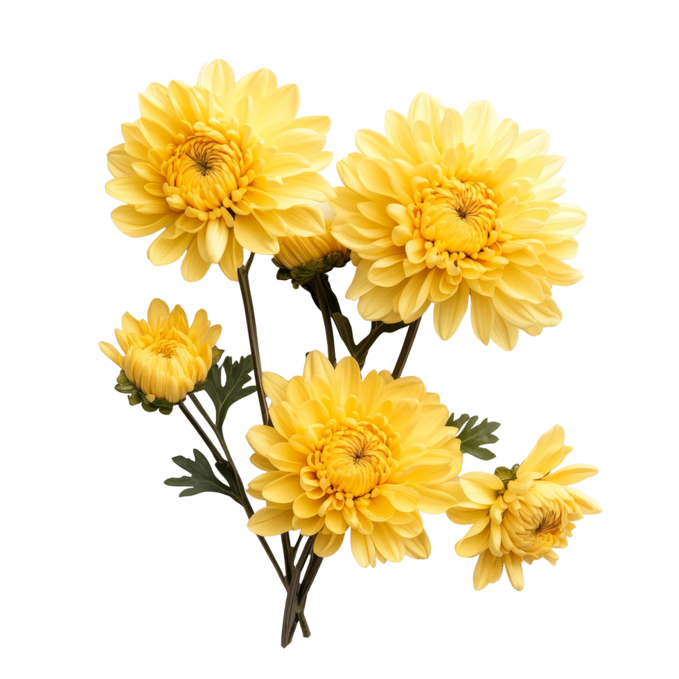 Bright yellow chrysanthemums arranged beautifully on a transparent background for an elegant floral display, yellowc hrysanthemums on transparent background png