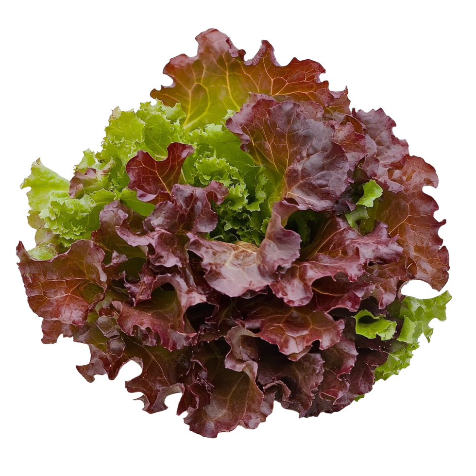 Fresh red oak leaf lettuce atop a clean transparent background for culinary use or healthfocused presentations, red oak leaf lettuce on transparent background png
