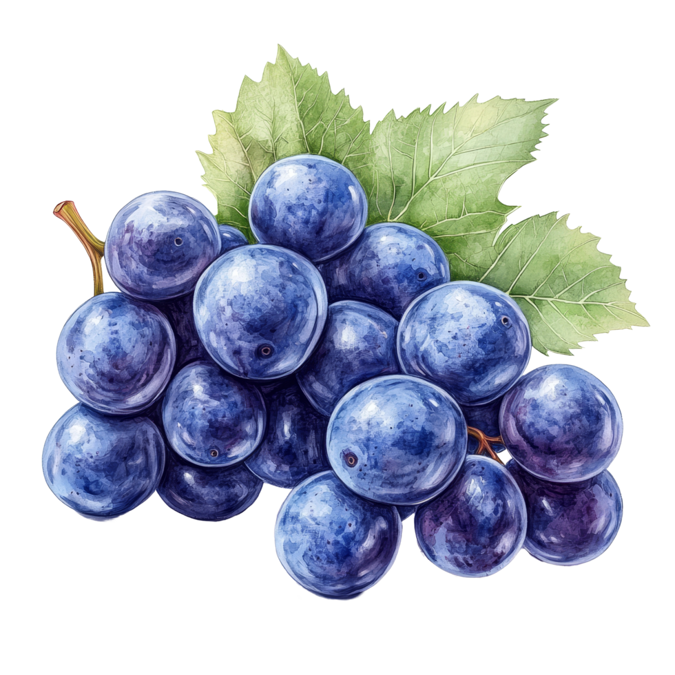 Blue grapes piled on a transparent background with vibrant green leaves for a fresh look, Blue Grapes on transparent background png