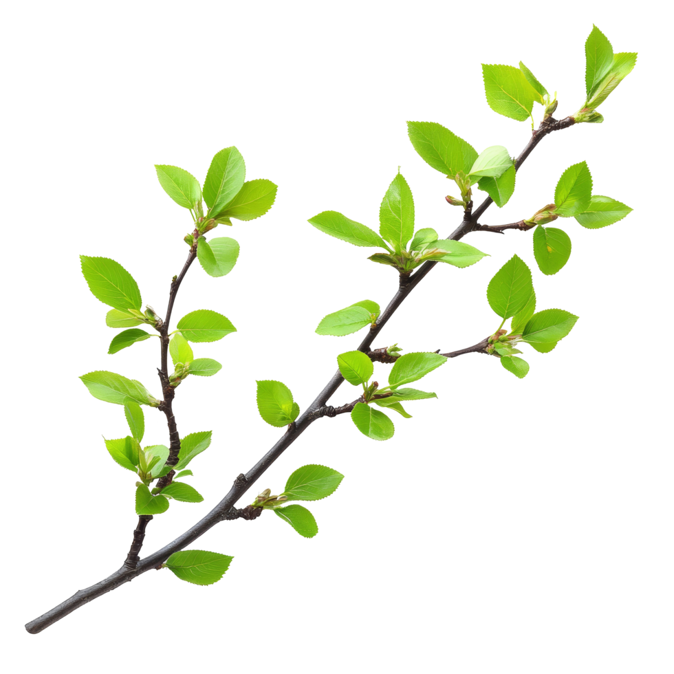 Fresh green spring twig with vibrant leaves isolated on a transparent background for botanical illustrations, spring twig with green leaves isolated on transparent background png