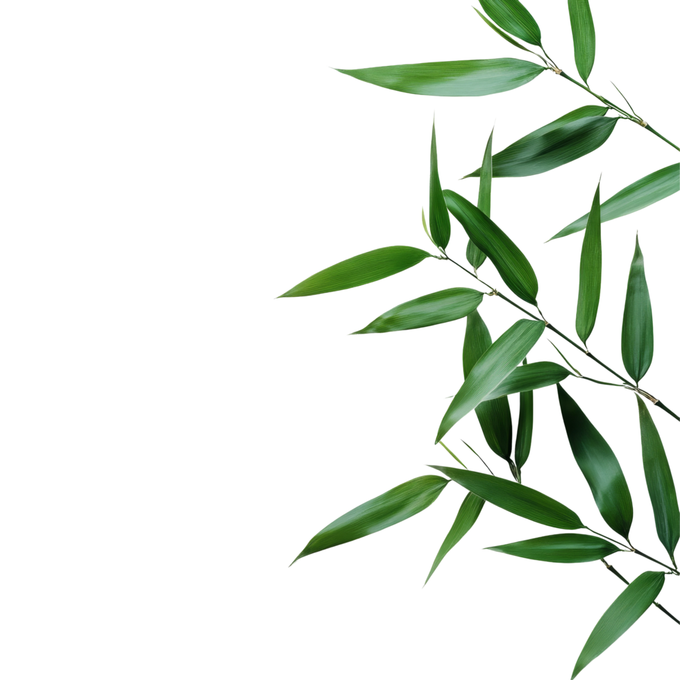 Elegant green bamboo leaves arranged on a clean transparent background for a fresh and calming aesthetic, Green bamboo leaves on transparent background png