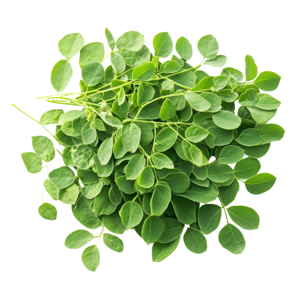 Fresh moringa leaves arranged neatly on a transparent background highlighting their vibrant green color and texture, Moringa isolated on transparent background png