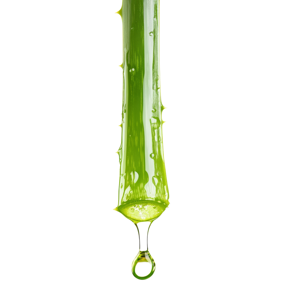 Aloe vera plant dripping with fresh gel against a clean transparent background, Aloe vera dripping over transparent background png