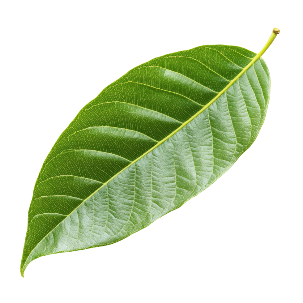 Vibrant mango leaf isolated on a clean transparent background showcasing its intricate texture and distinctive shape, Mango leaf isolated on transparent background png