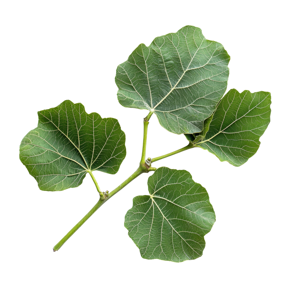 Fresh organic fig vine leaf branch on a clean transparent background showcasing its vibrant green color and texture, Fresh organic fig vine leaf branch on transparent background. Fig leaves png