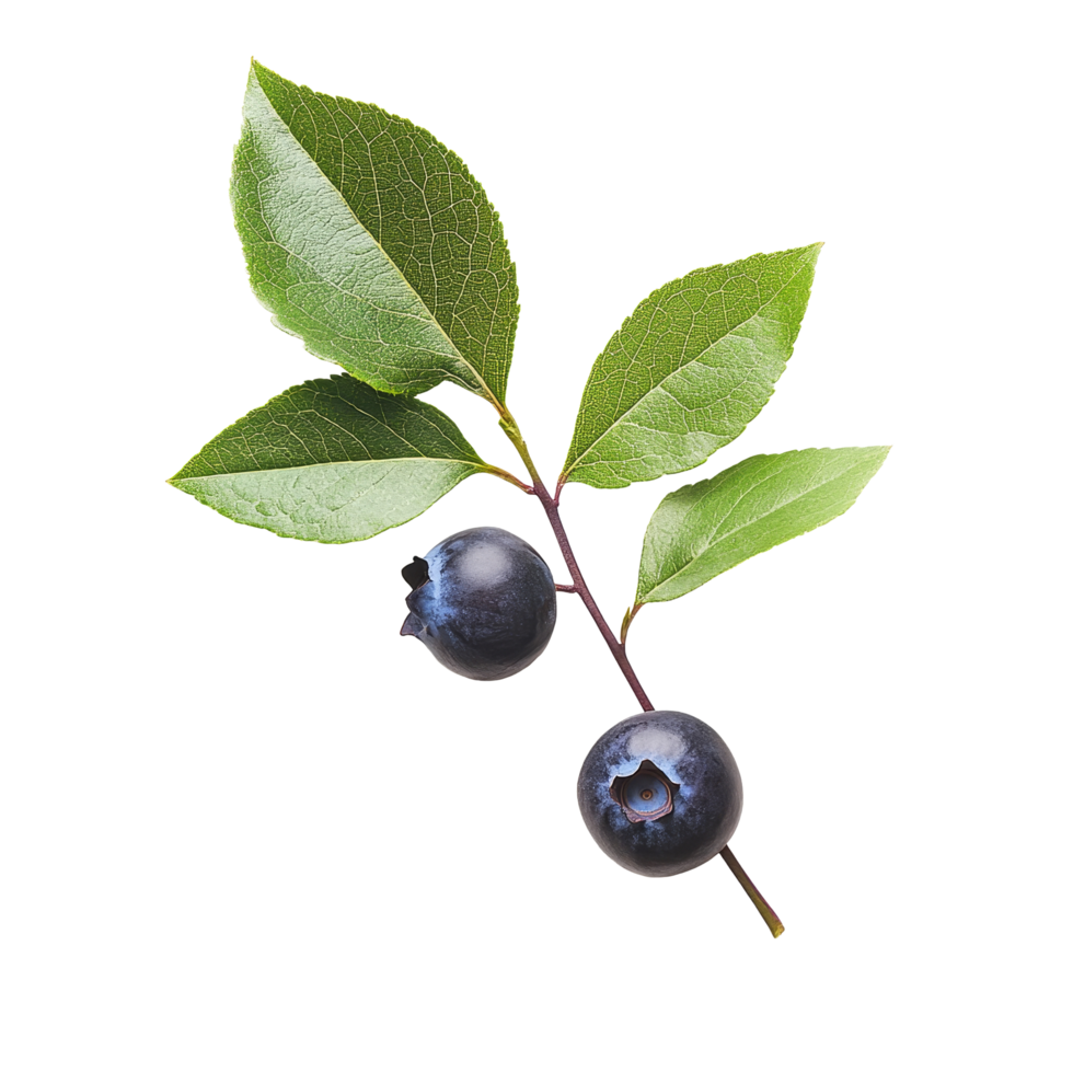 Fresh blueberry fruits with green leaves isolated on a clean background for culinary and health uses, One blueberry fruits with leaf branches isolated on a transparent background png