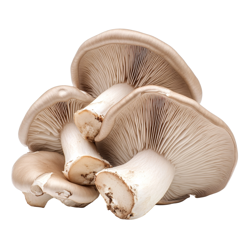 Fresh oyster mushrooms displayed against a clean transparent background highlighting their unique shape and texture, Oyster Mushroom on transparent background png