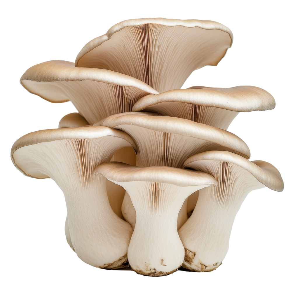 King oyster mushrooms Pleurotus eryngii clustered together against a light background, King oyster mushroom Pleurotus eryngii isolated on transparent background png