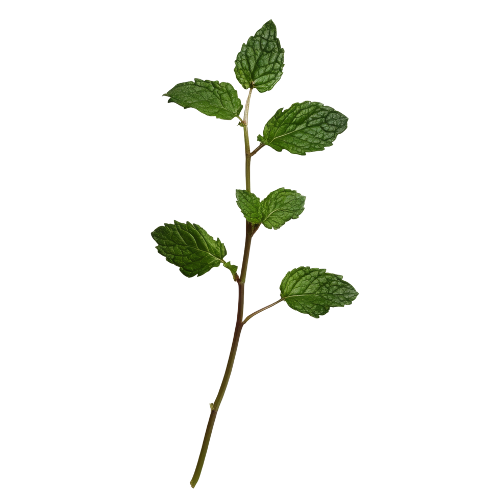 Fresh mint stem with vibrant green leaves against a clean transparent background for culinary or gardening inspiration, Single mint stem with leaves transparent background png