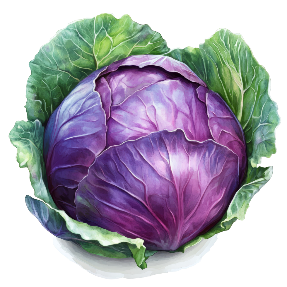 A large, fresh purple cabbage is prominently displayed, nestled within its vibrant green leaves, Purple cabbage on transparent background png