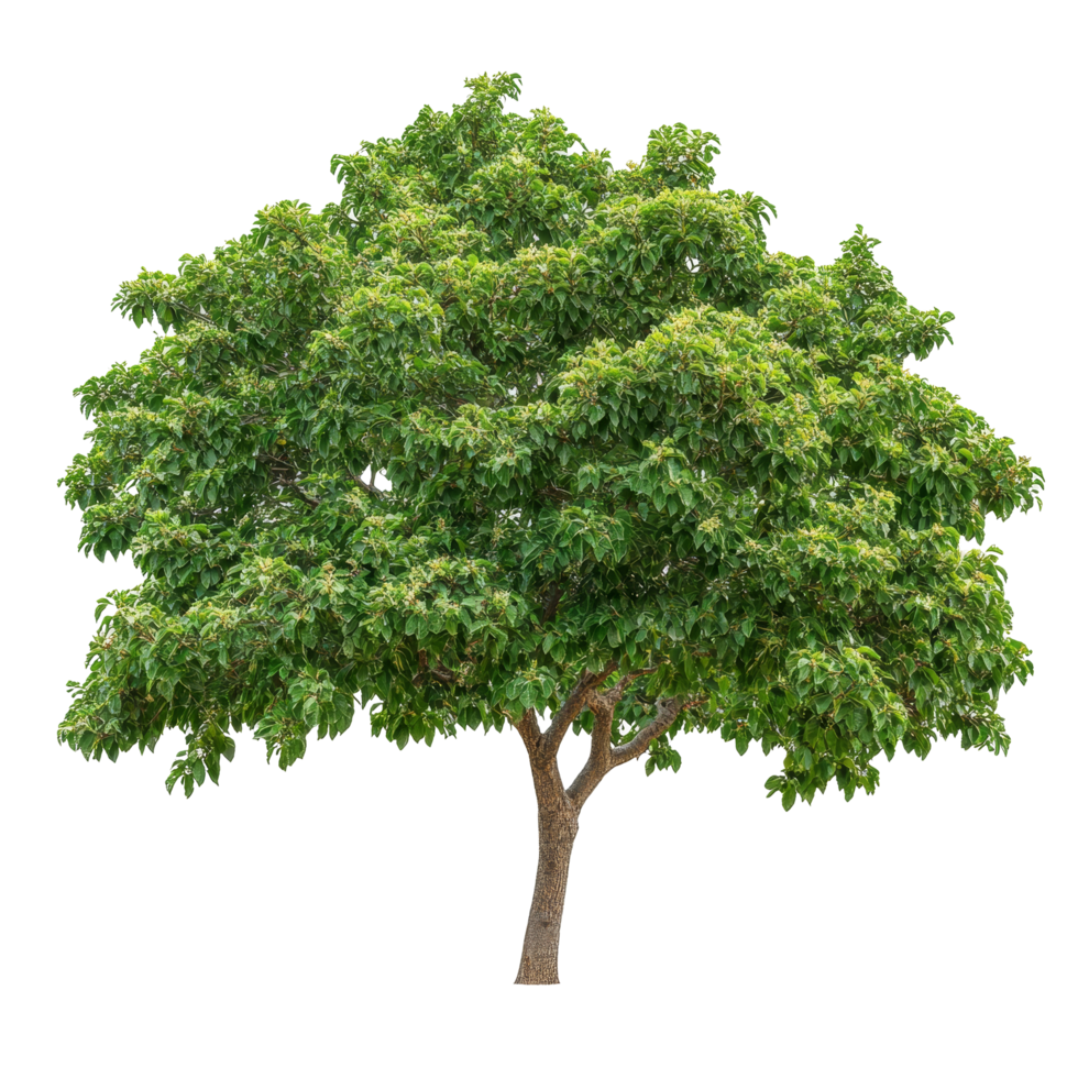 Soap nut tree standing alone on a transparent background with abundant green foliage and sturdy branches, Soap nut tree isolated on transparent background png