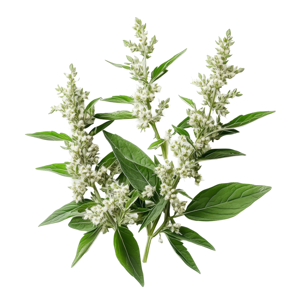Fresh transparent mugwort herb arranged on a clean transparent background, showcasing its delicate flowers and vibrant leaves, transparent mugwort isolated on transparent background png