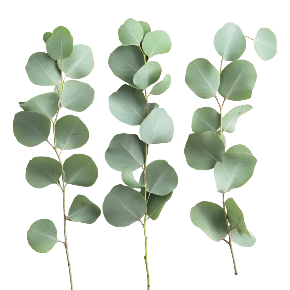 Eucalyptus leaves arranged on a transparent background showcasing their natural beauty and vibrant colors, Eucalyptus leaves on a transparent background png