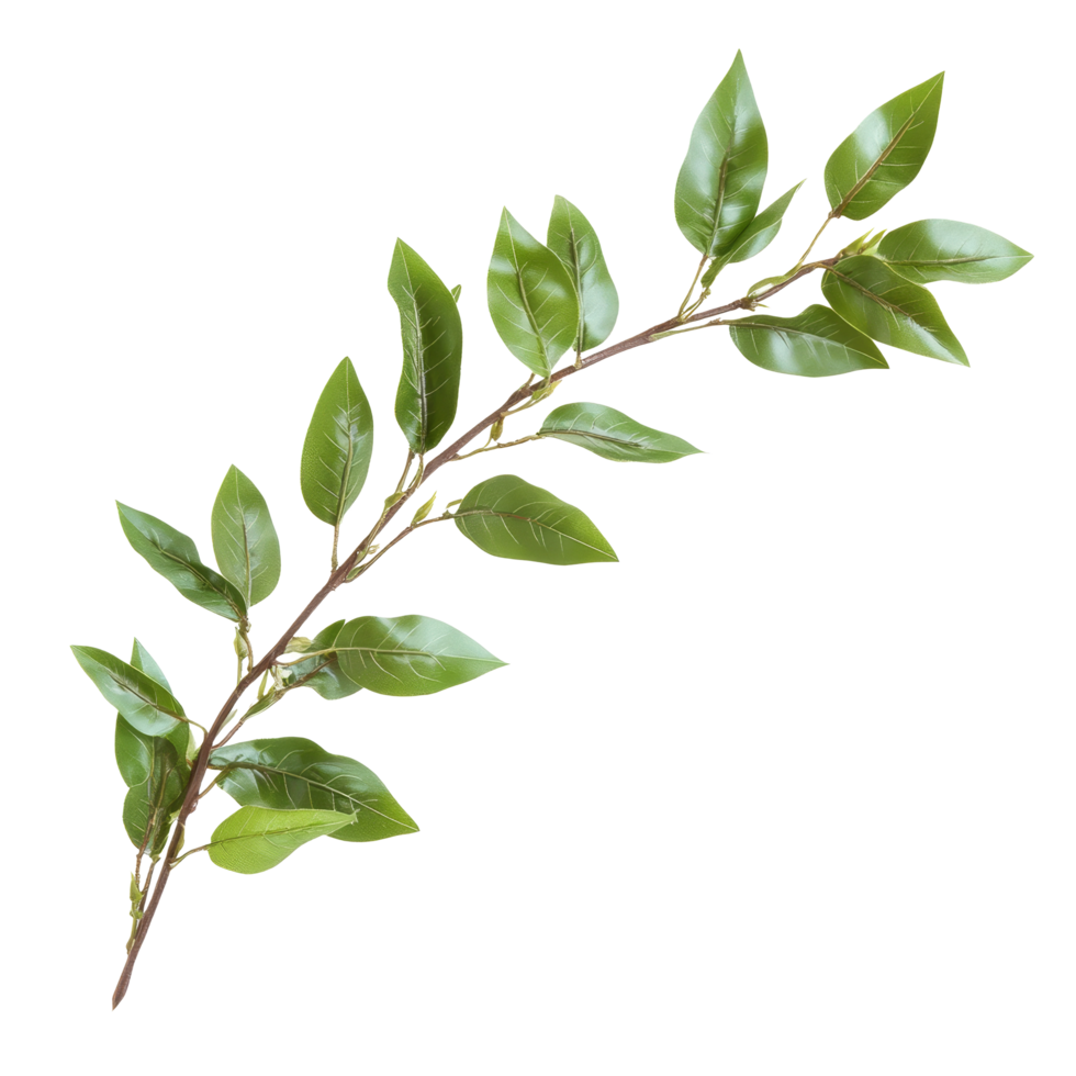 A laurel crown twig with vibrant green leaves isolated on a bright transparent background for clear visual impact, laurel crown twig isolated on transparent background png