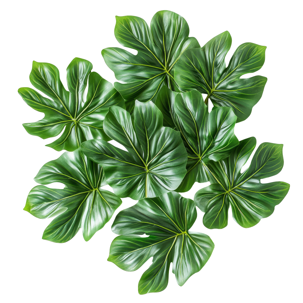 A top view of lush Philodendron selloum leaves arranged artistically with a light background, top view bush Philodendron selloum plant leaves isolated above on transparent backgroundfile png