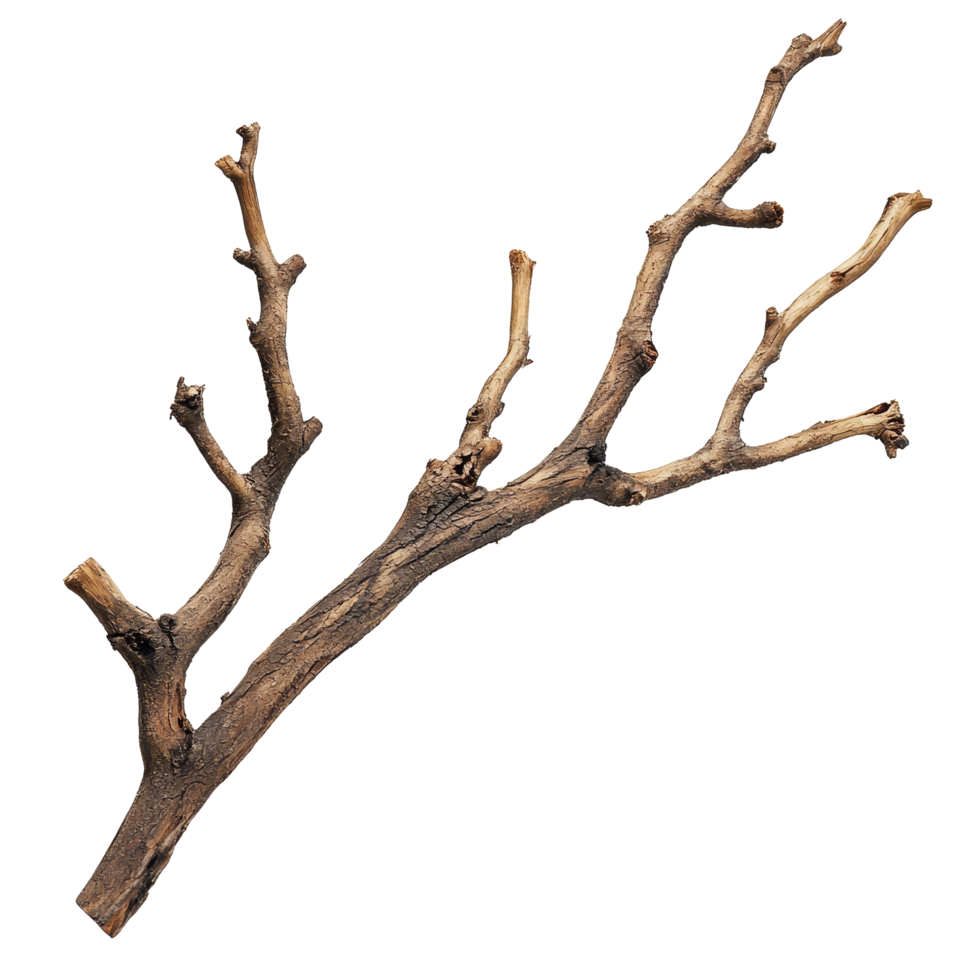 Natural dry wood branch isolated on clean transparent background showcasing unique textures and shapes, Dry wood branch isolated on transparent background. Treewood branch transparent background png