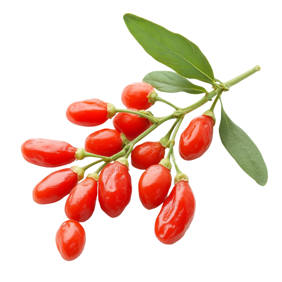 Fresh goji berries on a branch against a clean transparent background highlighting their vibrant color and natural beauty, Goji berries isolated on transparent background png