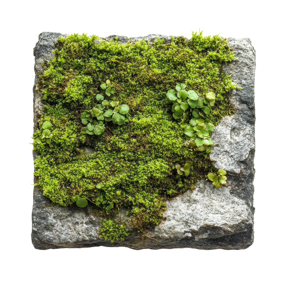 Lush green moss covering a textured stone against a clean transparent background for natural aesthetics and decor, Green moss on stone transparent background png