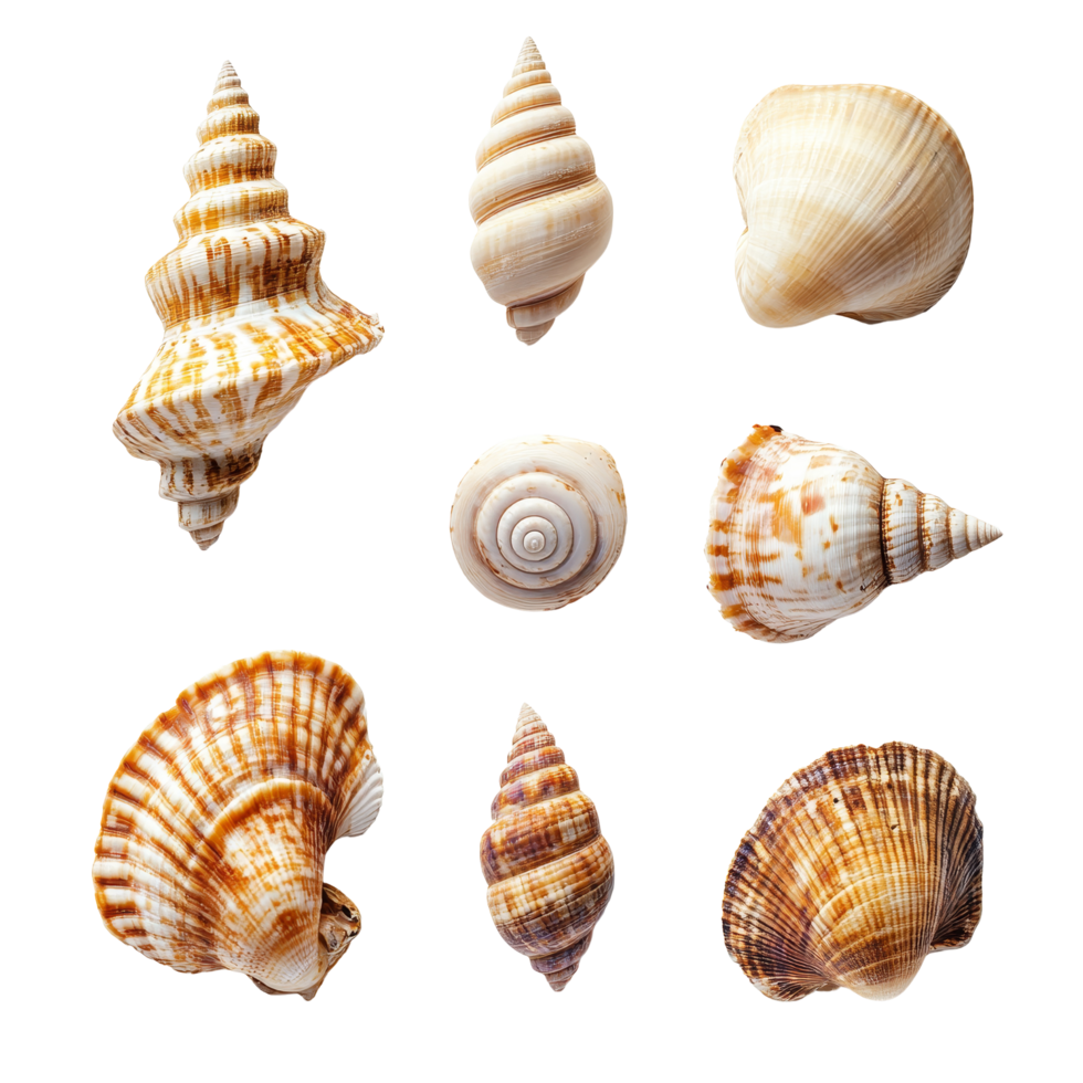A collection of exotic beach seashells arranged artistically on a pure transparent background for a stunning natural display, Exotic Beach Seashells on transparent background png