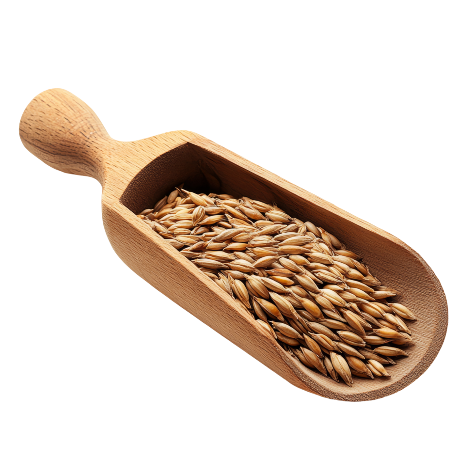 Freshly harvested barley grains in a wooden scoop on a bright transparent background for natural food display, grain barley in wood scoop on transparent background png