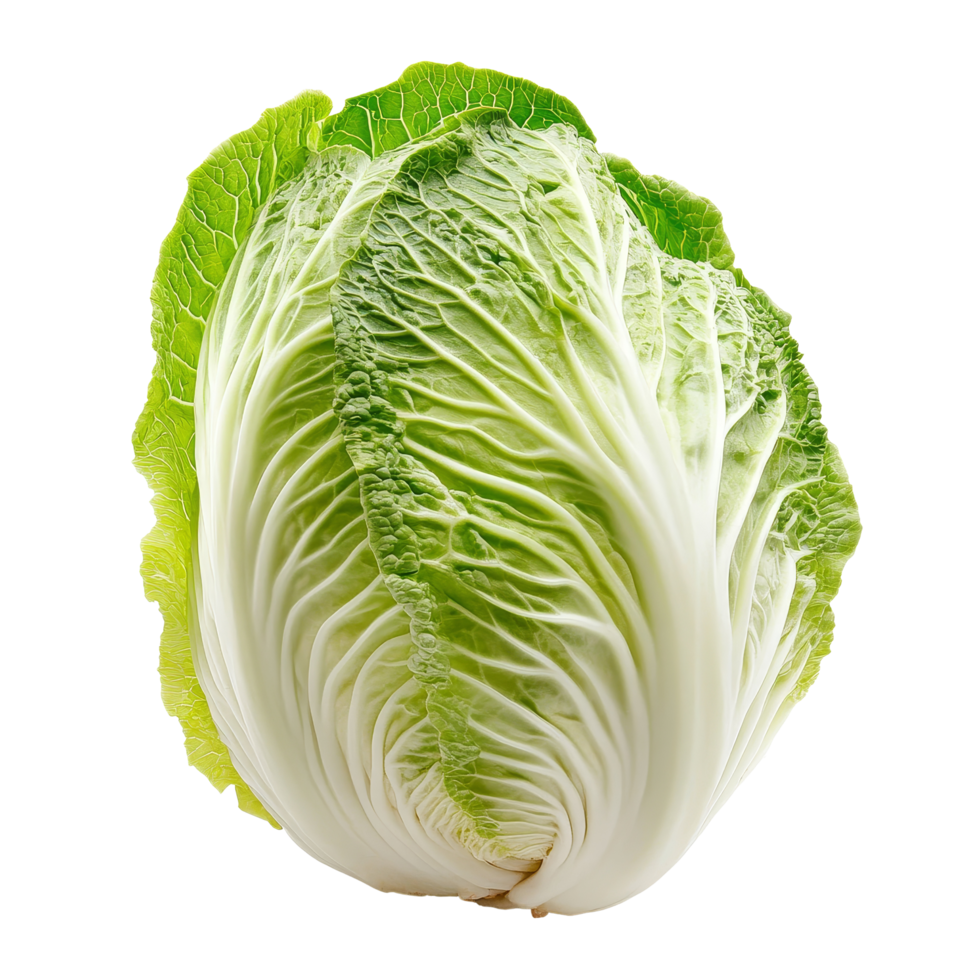 Fresh Chinese cabbage displayed on a clean transparent background highlighting its crisp texture and vibrant green leaves, Fresh chinese cabbage on transparent background png