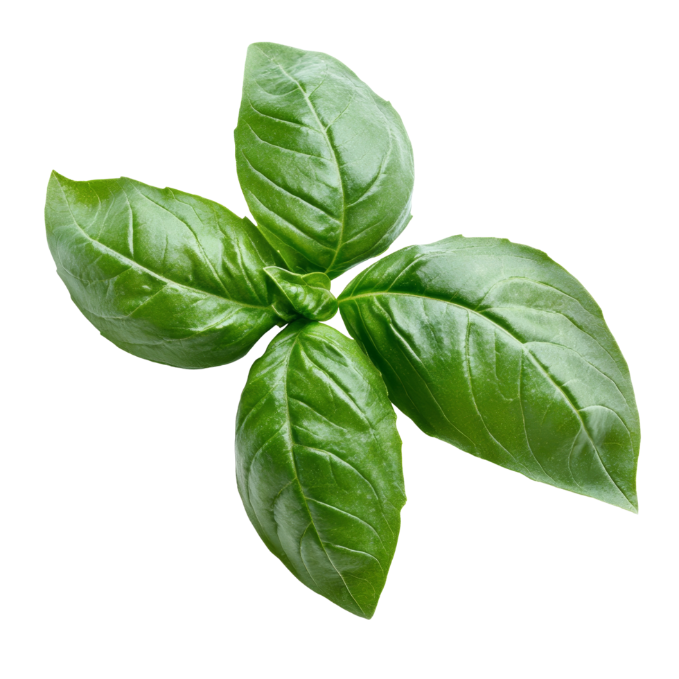 Fresh basil leaves on a transparent background for culinary and herbal uses, Bbasil leaf transparent background. Basil leaves transparent background png