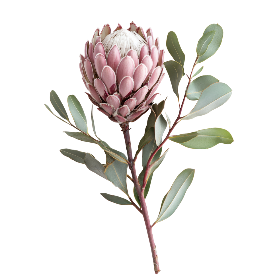 Beautiful protea flower with green leaves against a clean transparent background, protea flower on transparent background png