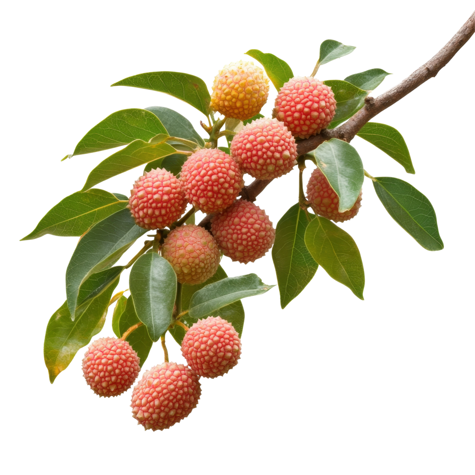 Litchi branch bearing ripe fruit on a transparent background creating a refreshing and vibrant display, Branch of delicious Litchi on transparent background cutouts png